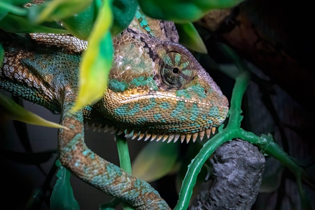 Chameleon-Close-up-1-1024x683